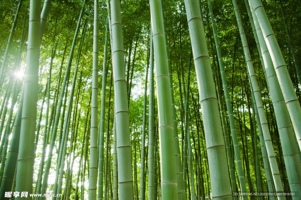 竹林