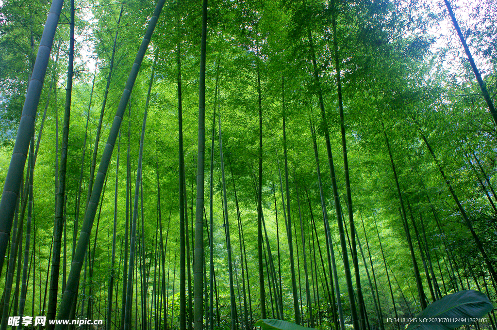 竹林