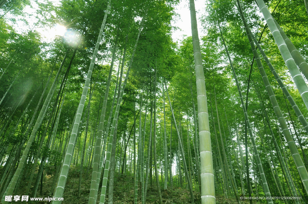 竹林