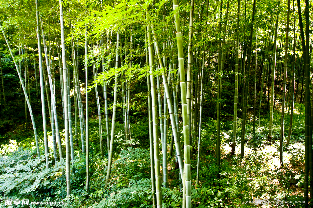 竹林美景 