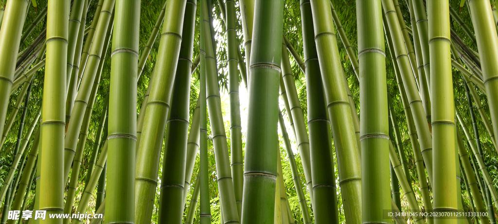 竹林美景