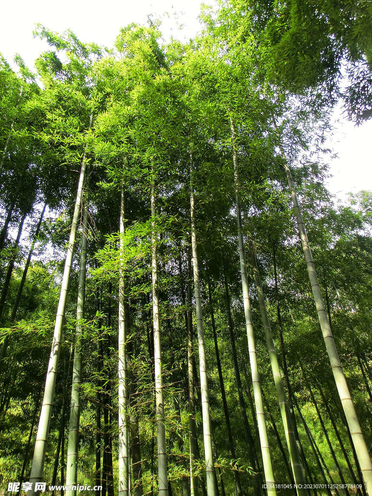 竹林美景