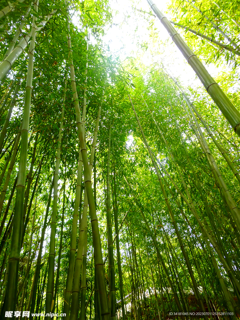 竹林美景
