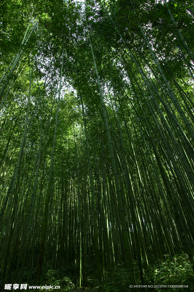 竹林