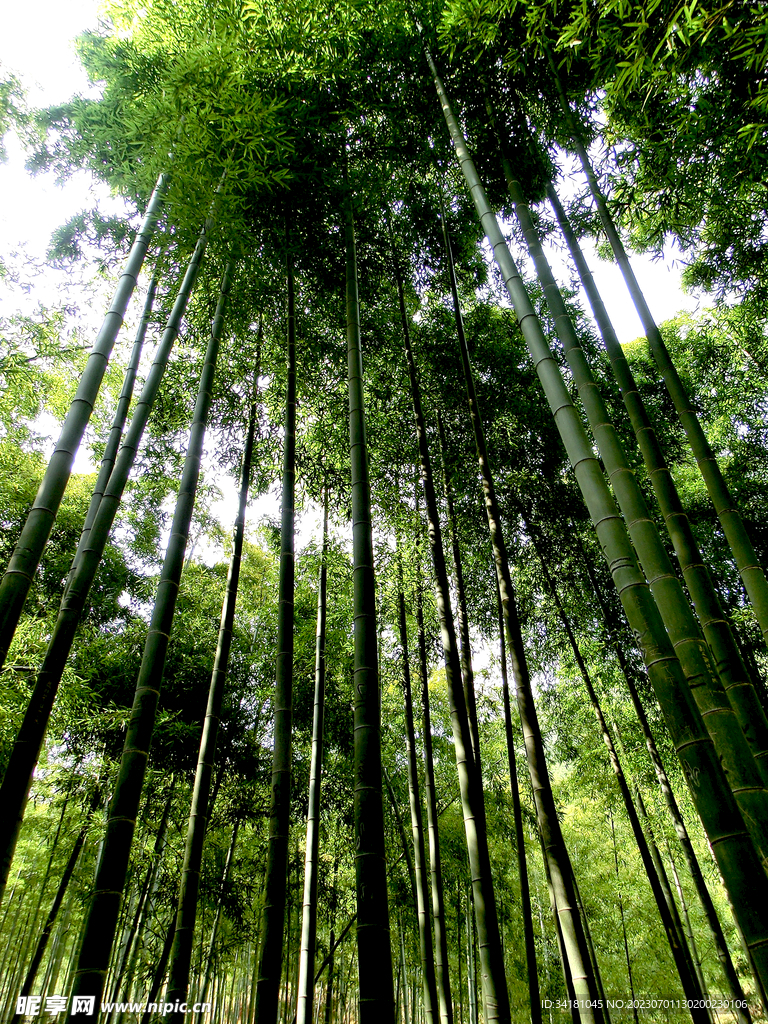 竹林