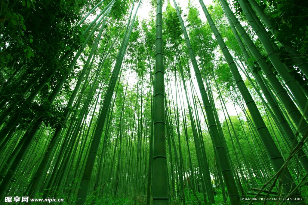 竹林