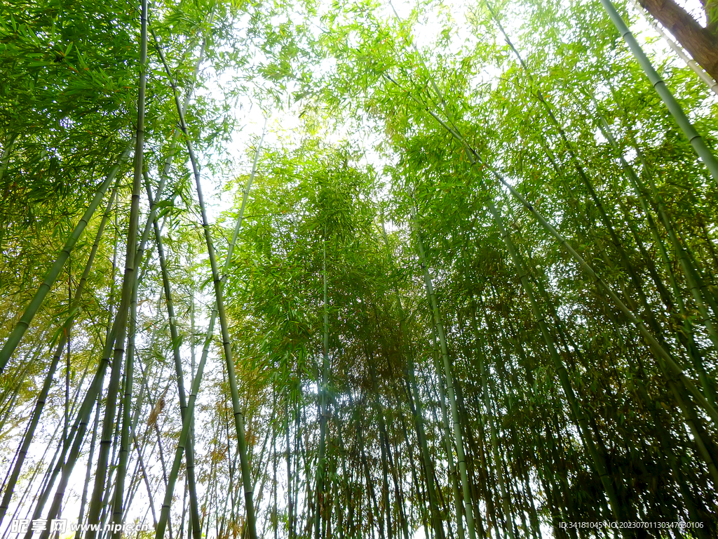 竹林