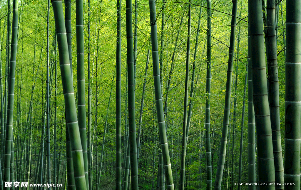 竹林
