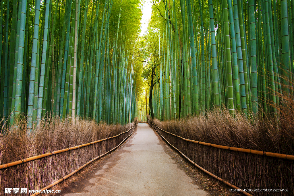 竹林美景