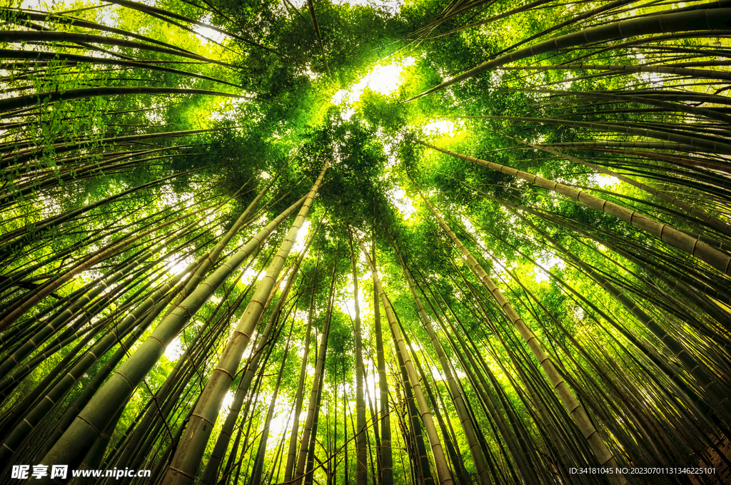 竹林美景