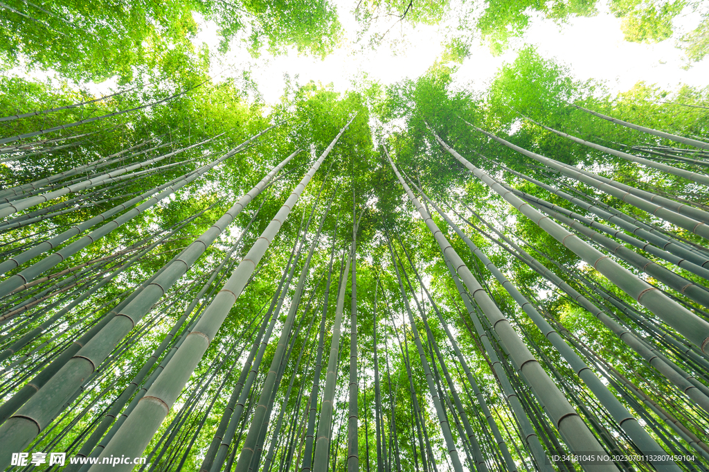 竹林
