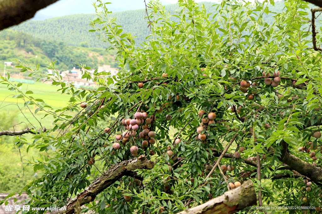 三华李树