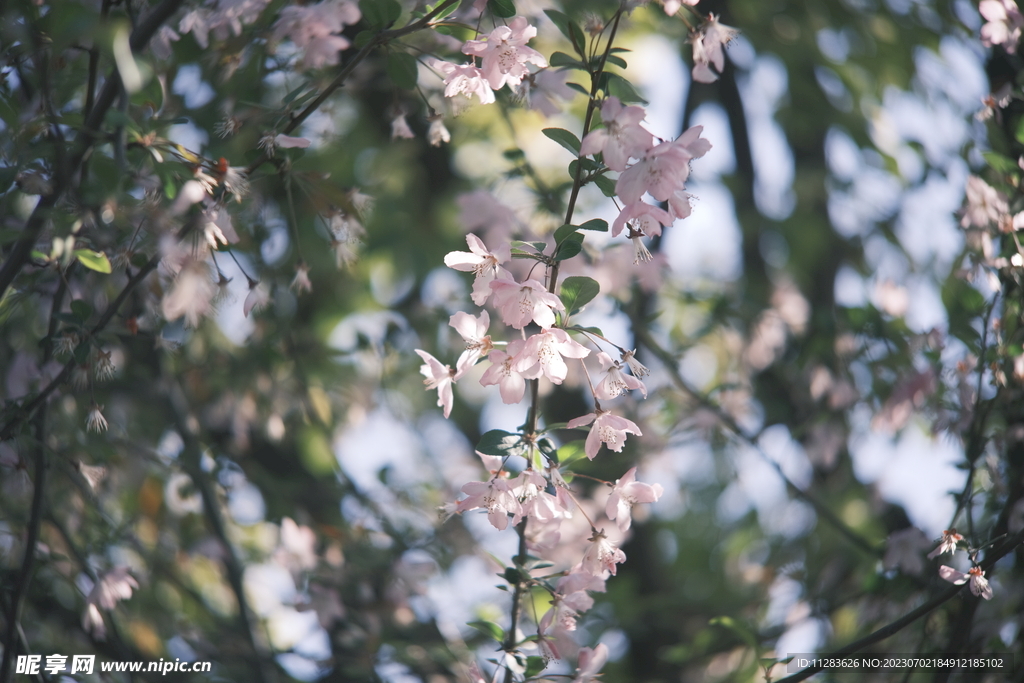一枝樱花