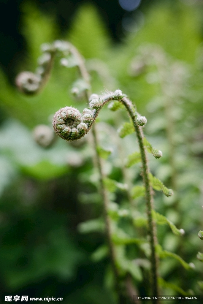 蕨类植物