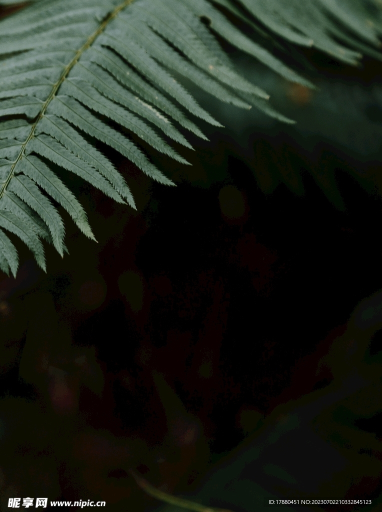 蕨类植物
