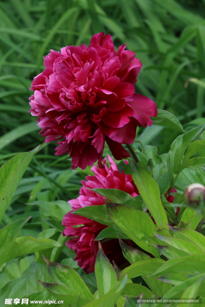 芍药花 