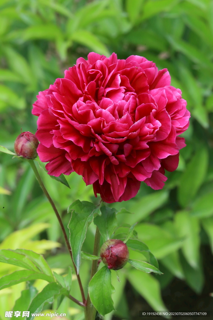 芍药花 