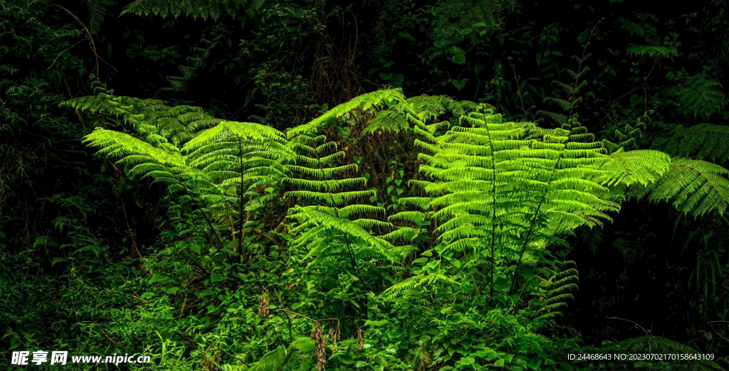桫椤