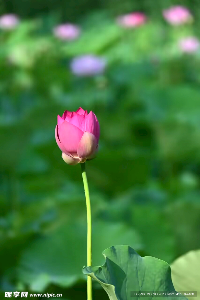 荷花
