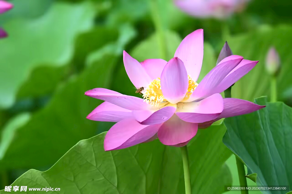 荷花