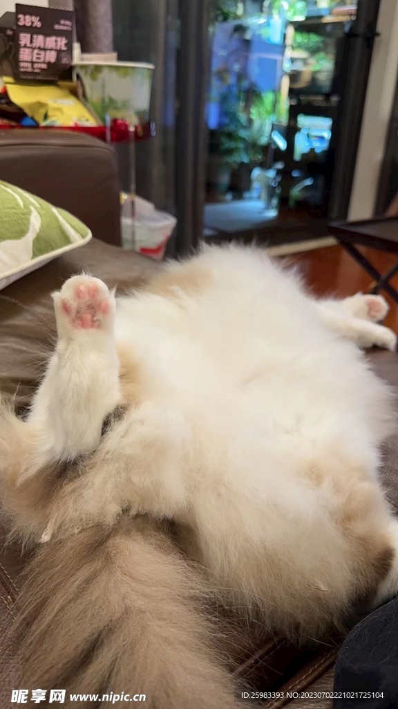 睡觉的宠物猫