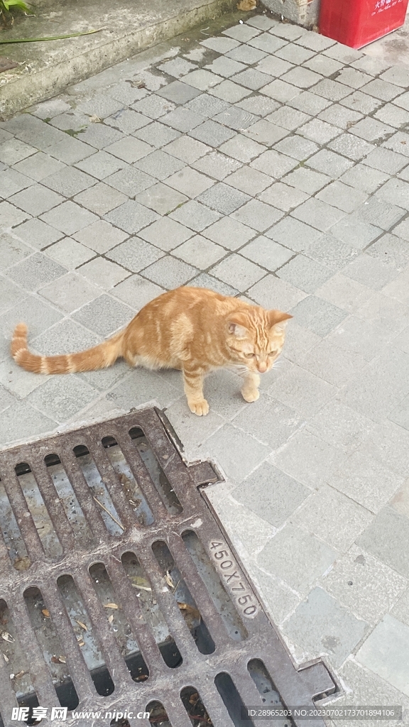 猫咪