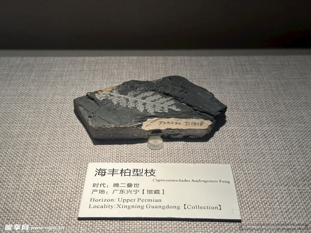 海丰柏型枝
