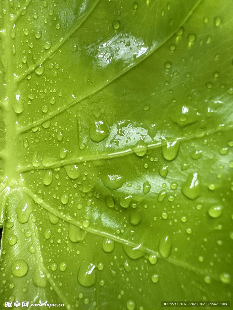 水珠