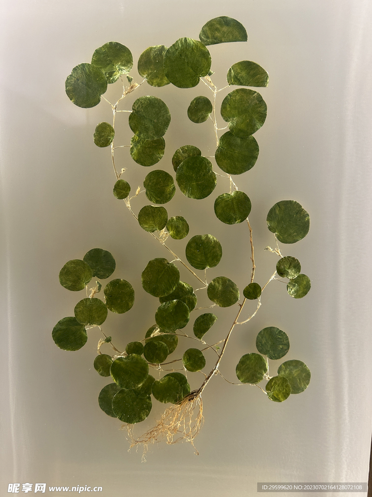 铜钱草 标本