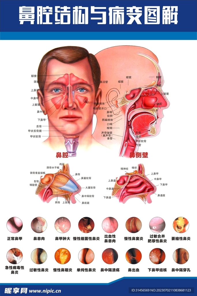 耳鼻喉解剖图