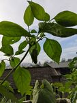 青椒 辣椒 青辣椒 海椒 蔬菜