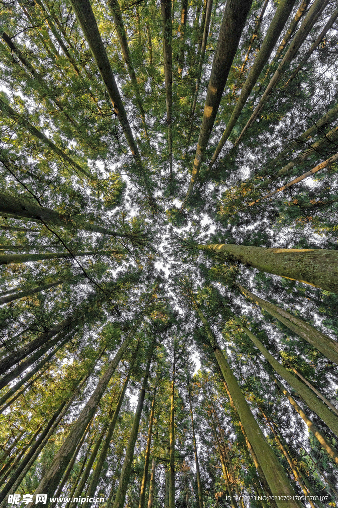 森林风光