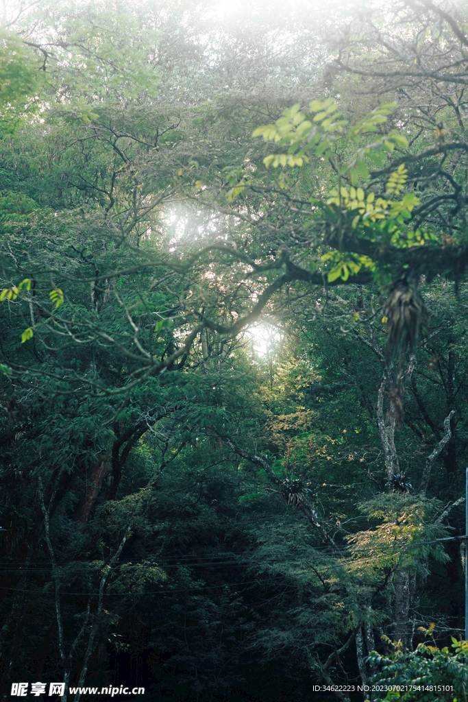 森林风光