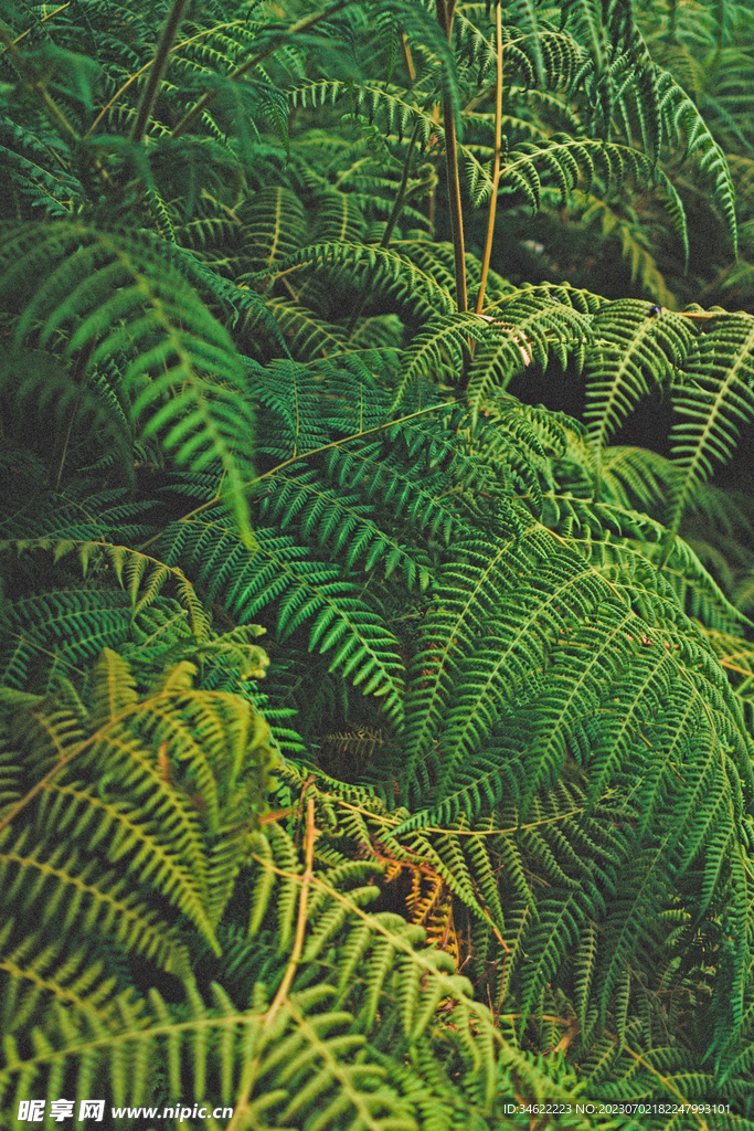 森林风光