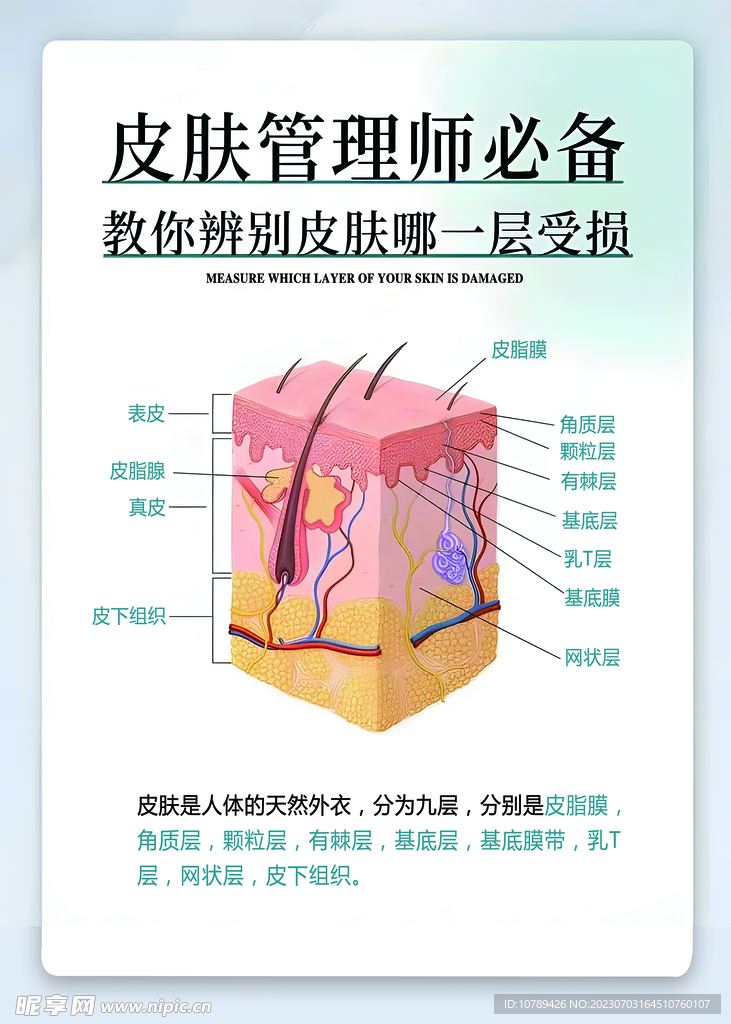 皮肤的构造