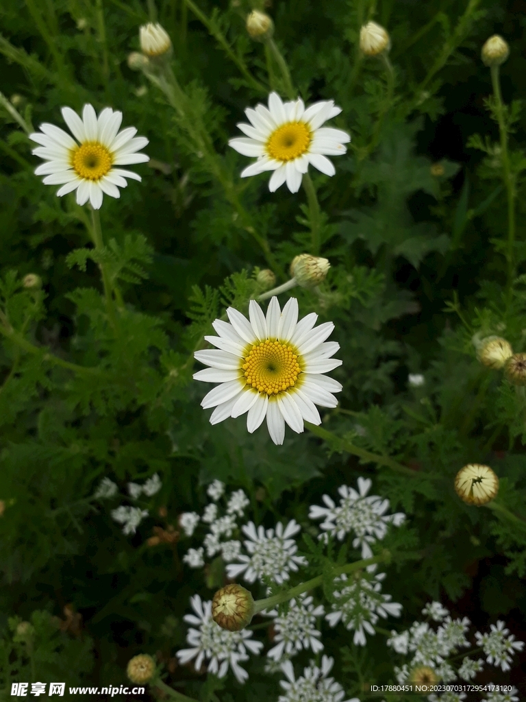 菊花