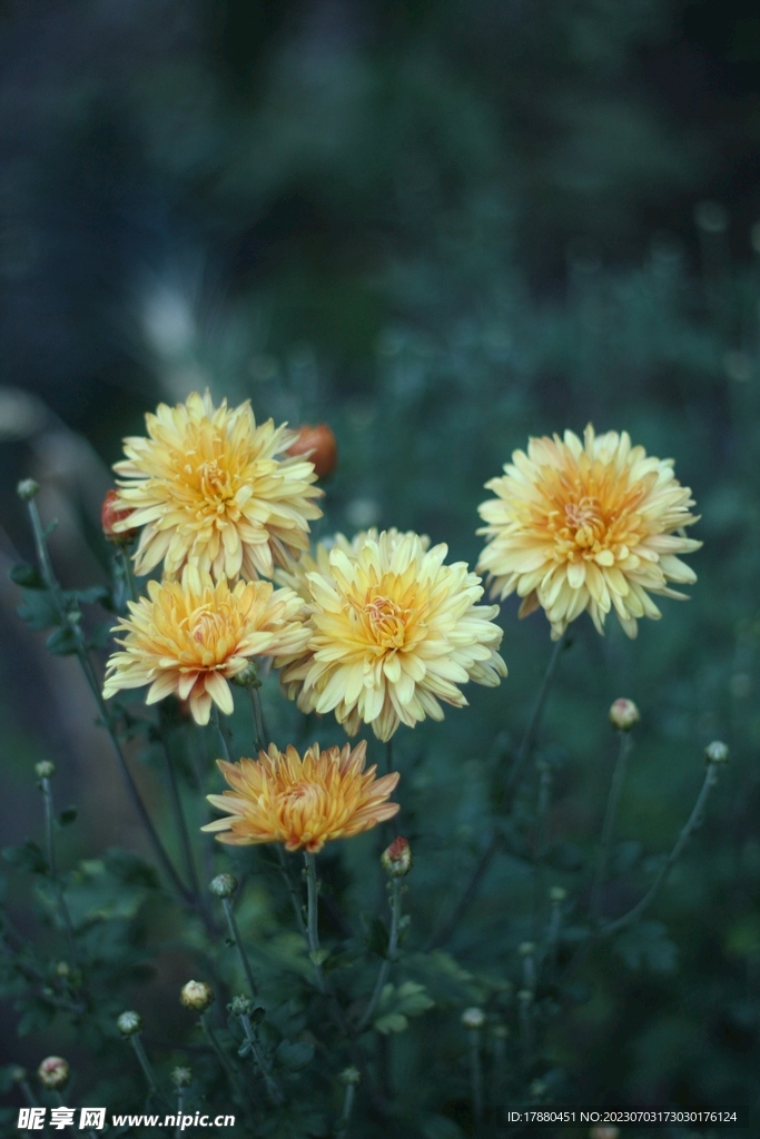 菊花