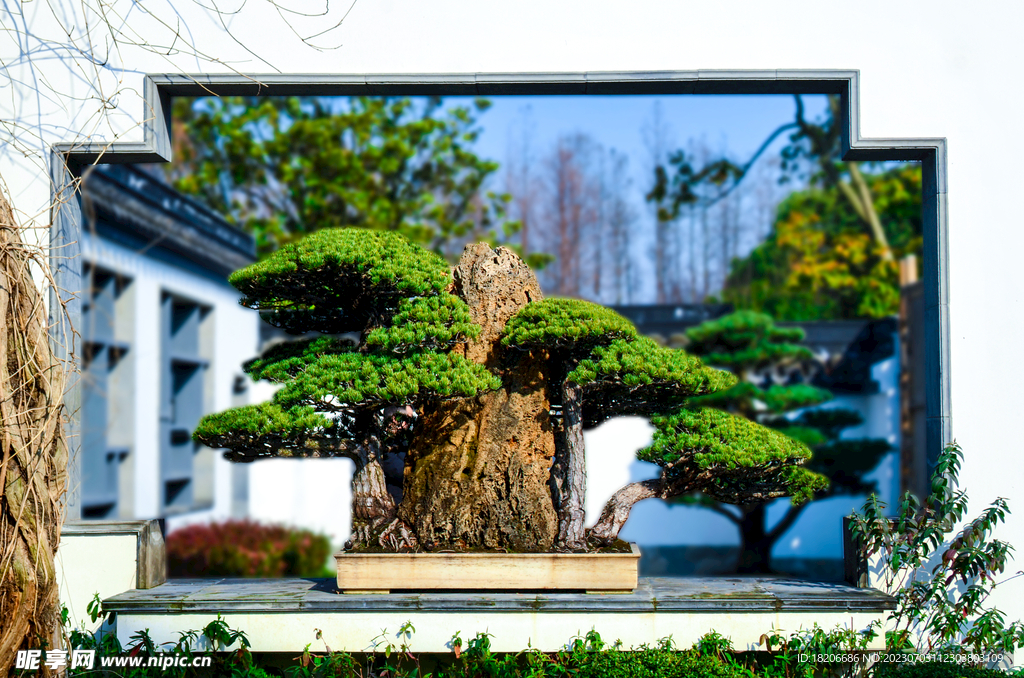盆景松