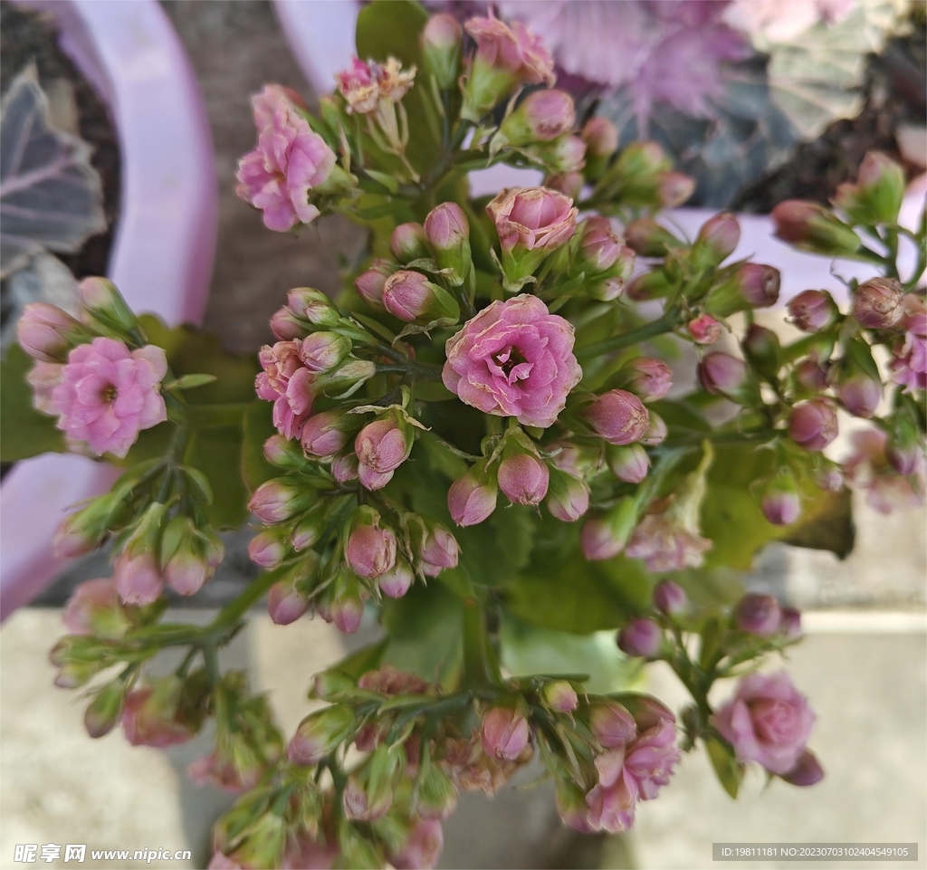 长寿花