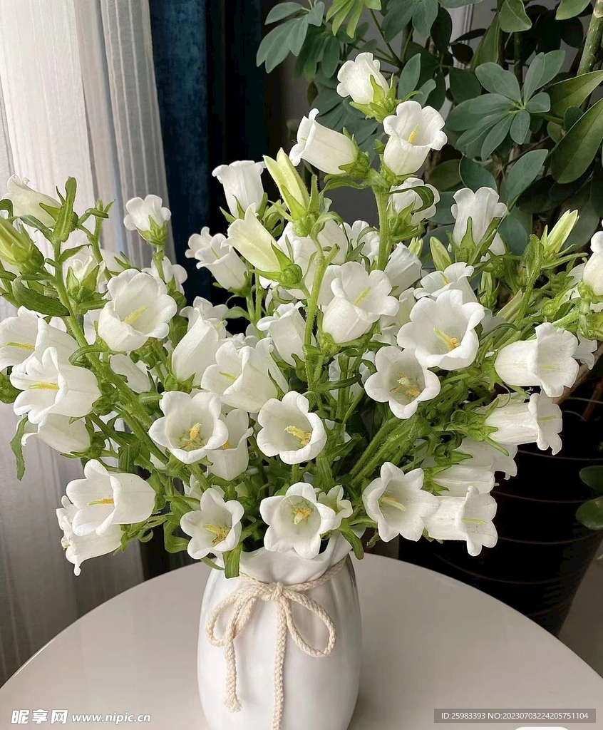 水培鲜花