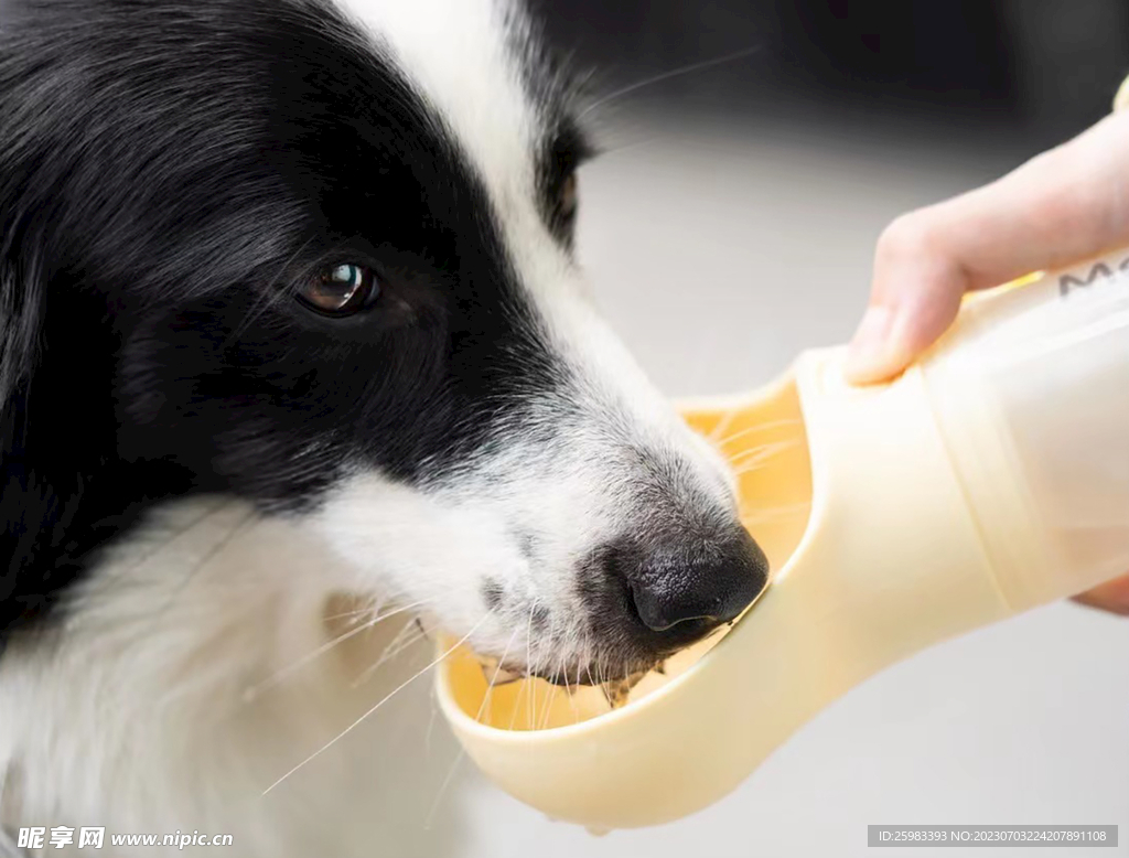 边境牧羊犬