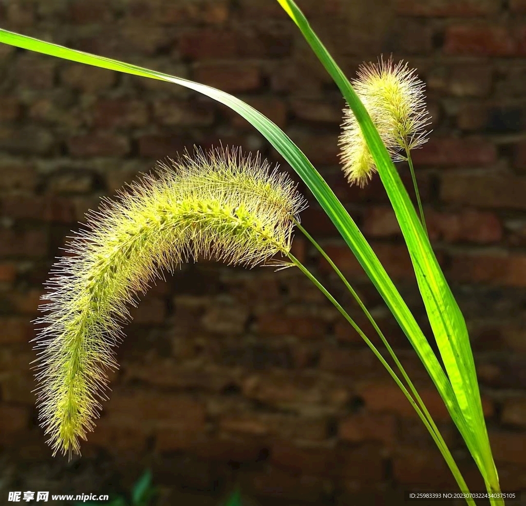 狗尾巴草