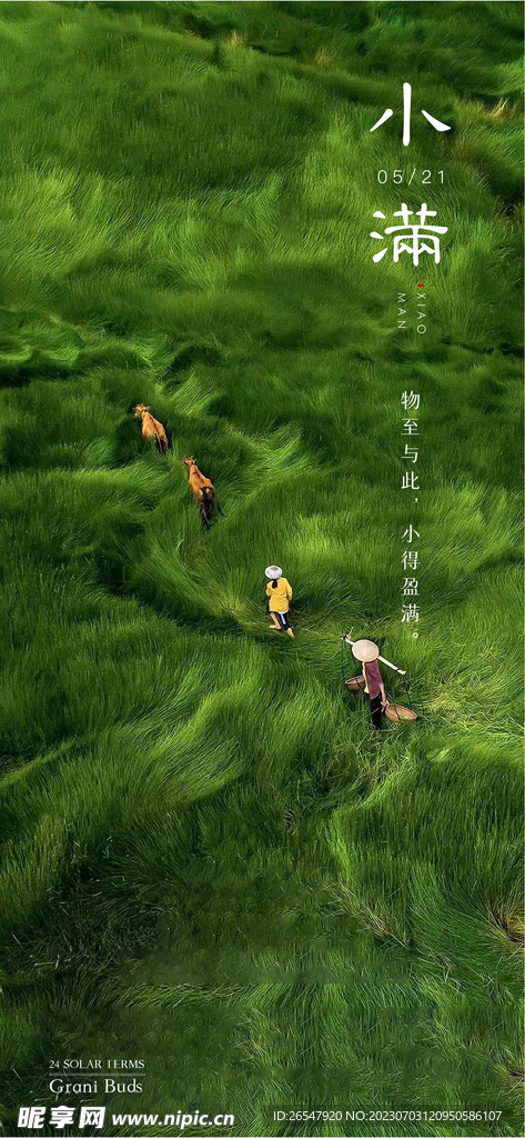 小满节气海报