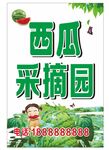 西瓜采摘