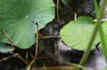 蜻蜓