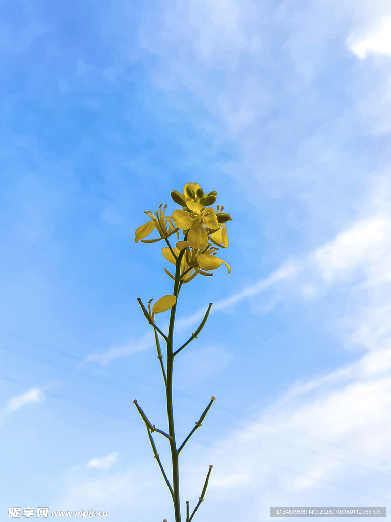 油菜花