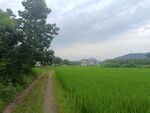 稻田