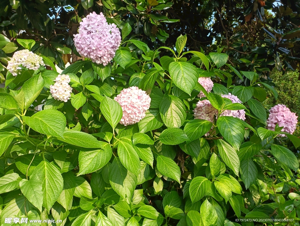 绣球花