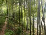 竹林