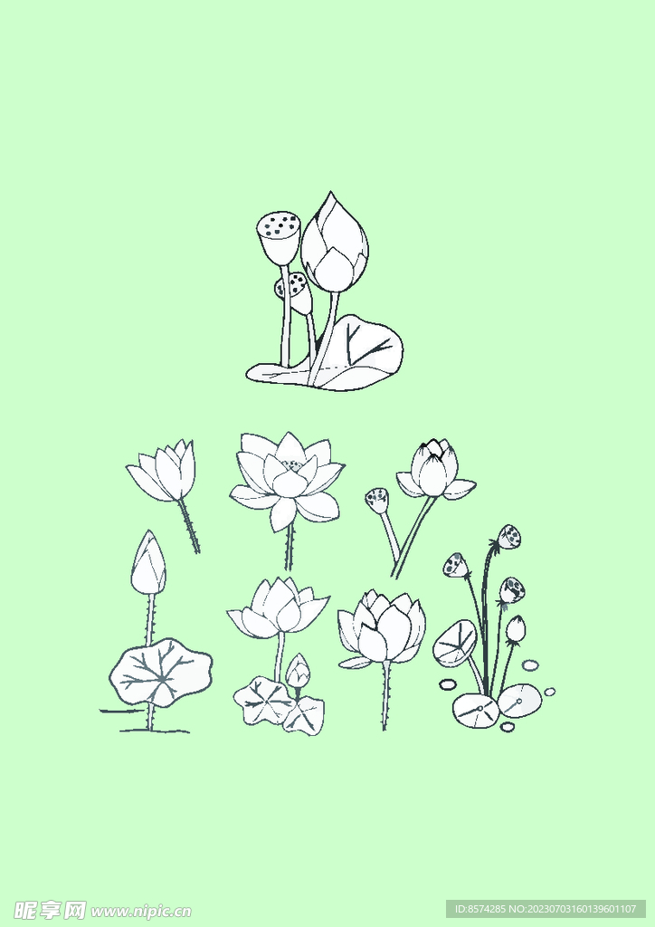 简笔画荷花
